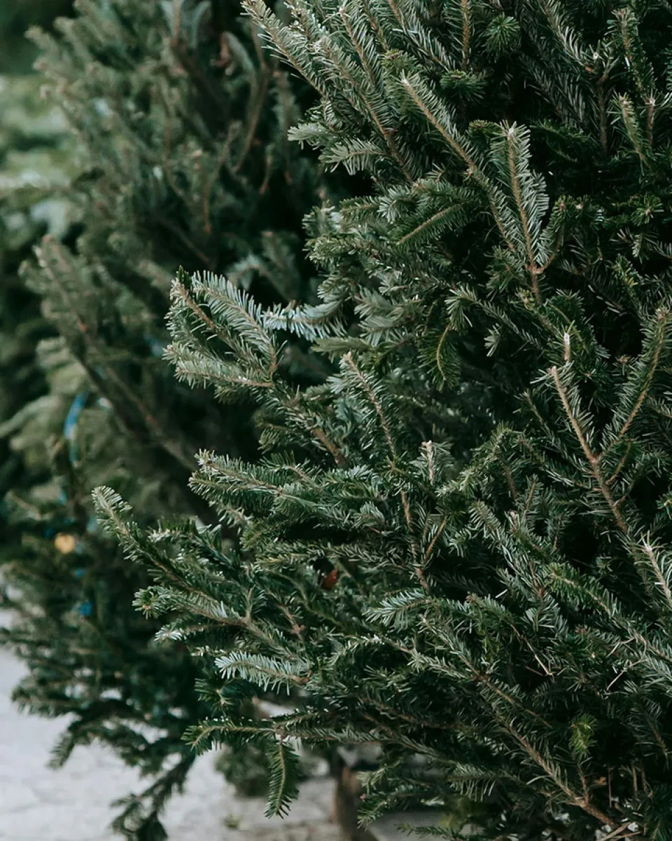 11.01.2025 Abnahme der Weihnachtsbeleuchtung und Einsammeln der Tannenbäume